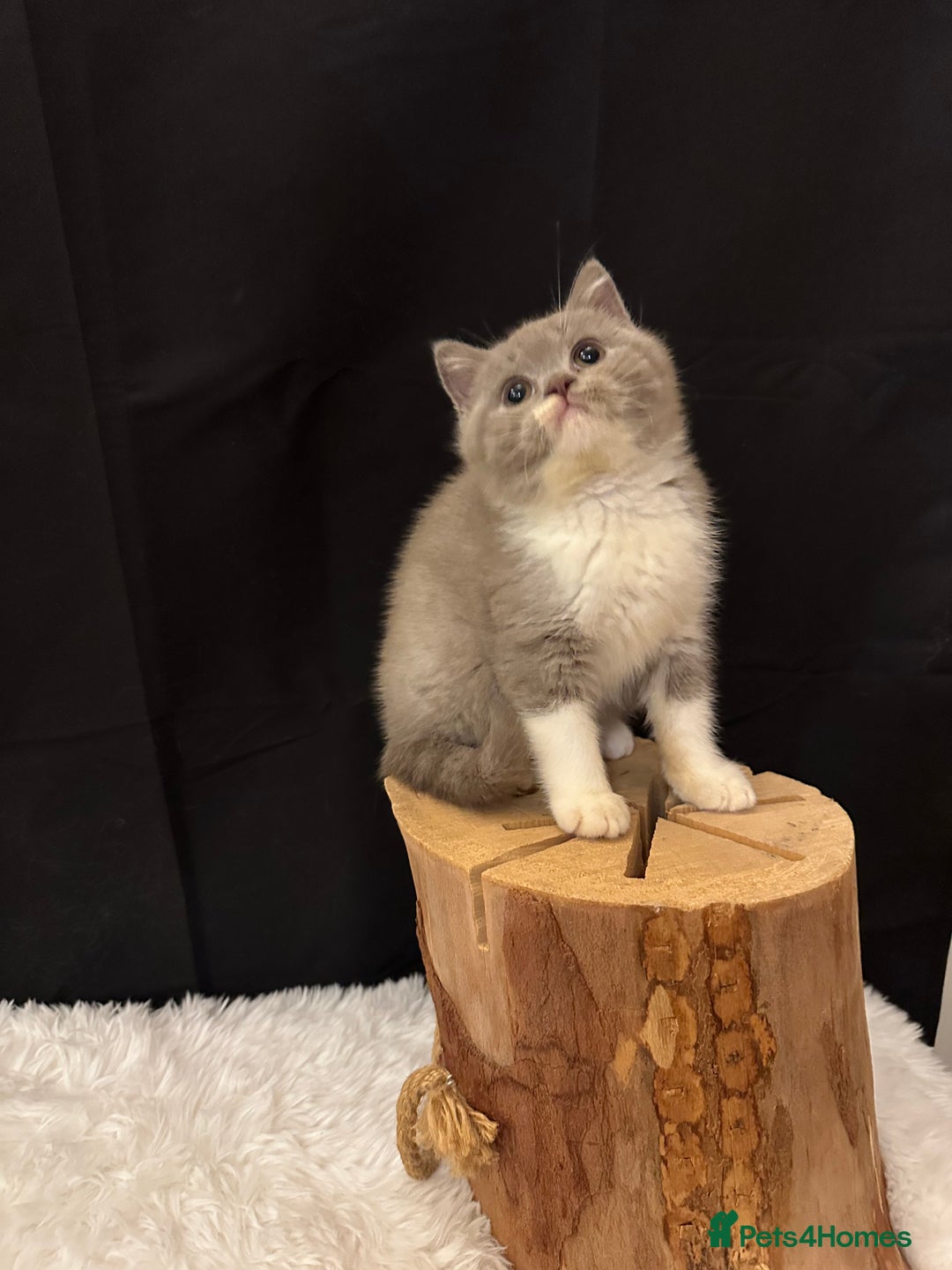 British Shorthair cats for sale: READY NOW - Full Pedigree Registered BSH kittens  - Advert 13
