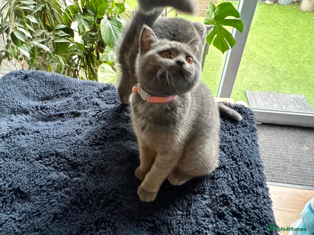 British Shorthair cats for sale: British Shorthair Blue Kittens – 21 weeks osd BSB - Advert 2