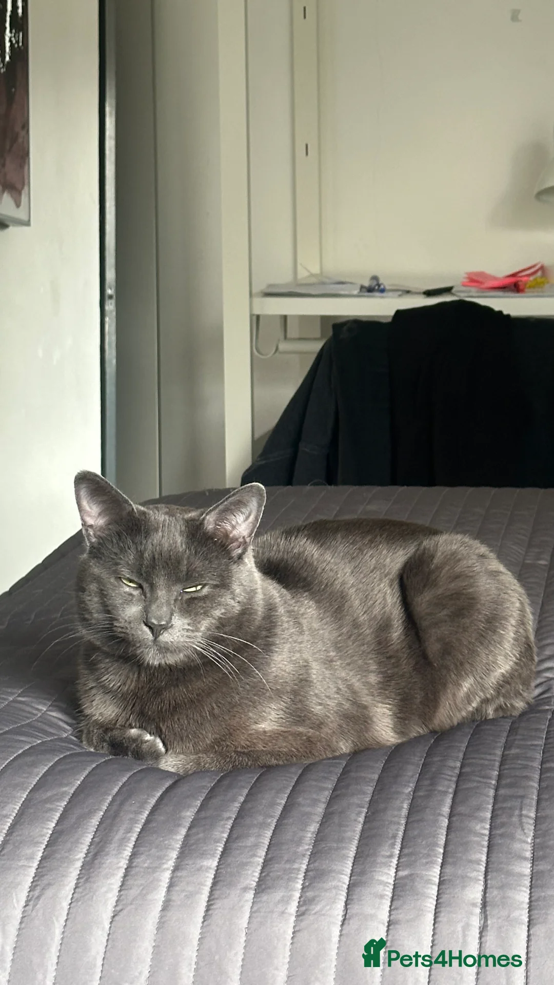 Chartreux cats for stud: Handsome BSH mix for Stud  in London - Advert 11