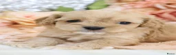 Cavapoo dogs for sale: *HEALTH TESTED*  F1 Cavapoos - Advert 7