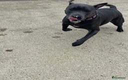 Staffordshire Bull Terrier dogs for sale: Blue Staff  - Image 2