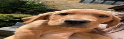 Labrador Retriever dogs for sale: ⭐️READY TO LEAVE NOW kcregistered Labrador puppies - Advert 26