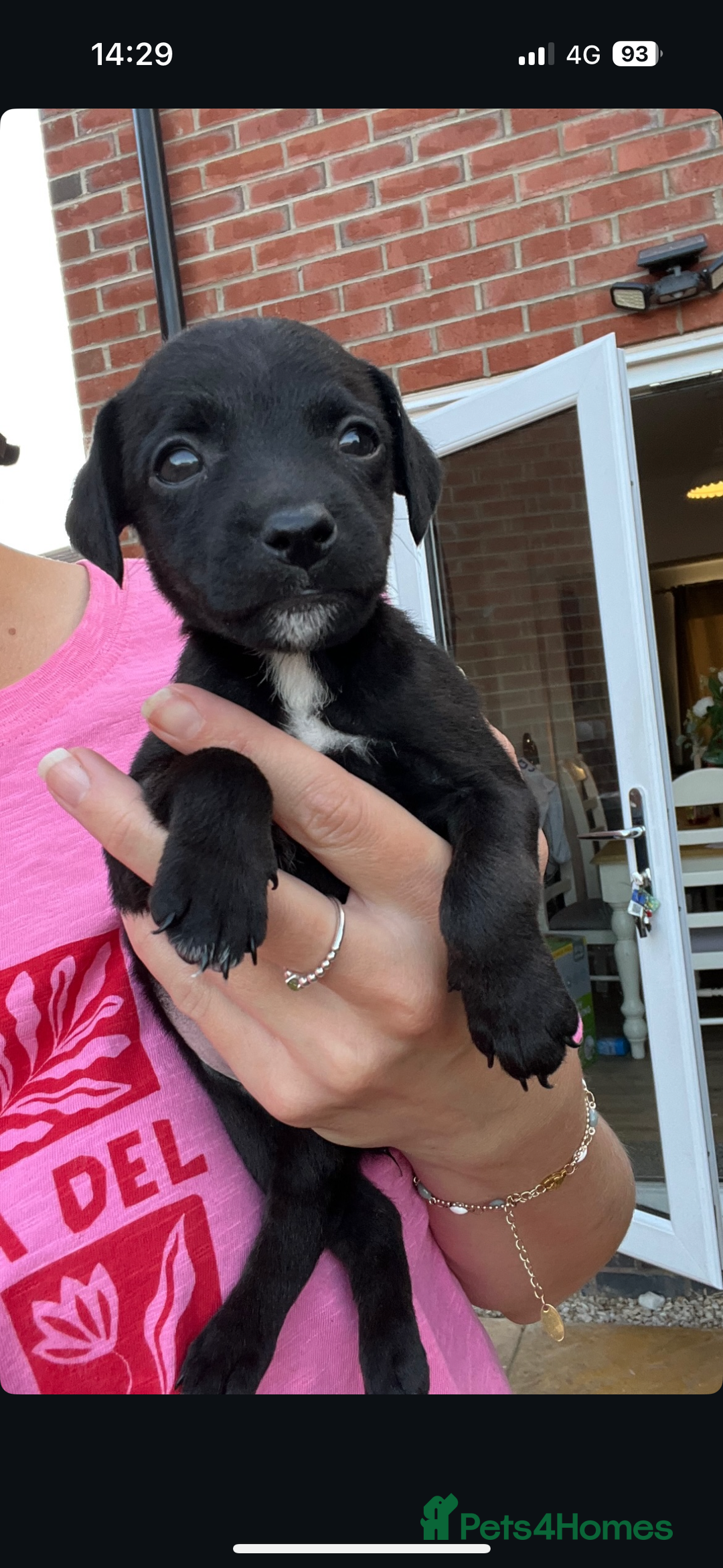 Patterdale Terrier dogs for sale: Patterdale puppies  - Image 10