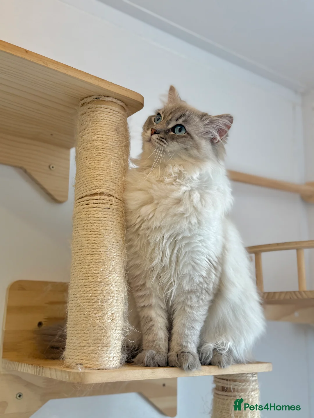Ragdoll cats for sale: OUTSTANDING Lynx Male Ragdoll GCCF Registered - Advert 3