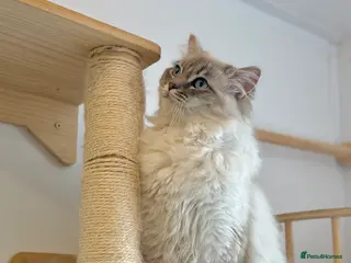 Ragdoll cats OUTSTANDING Lynx Male Ragdoll GCCF Registered - Advert 1