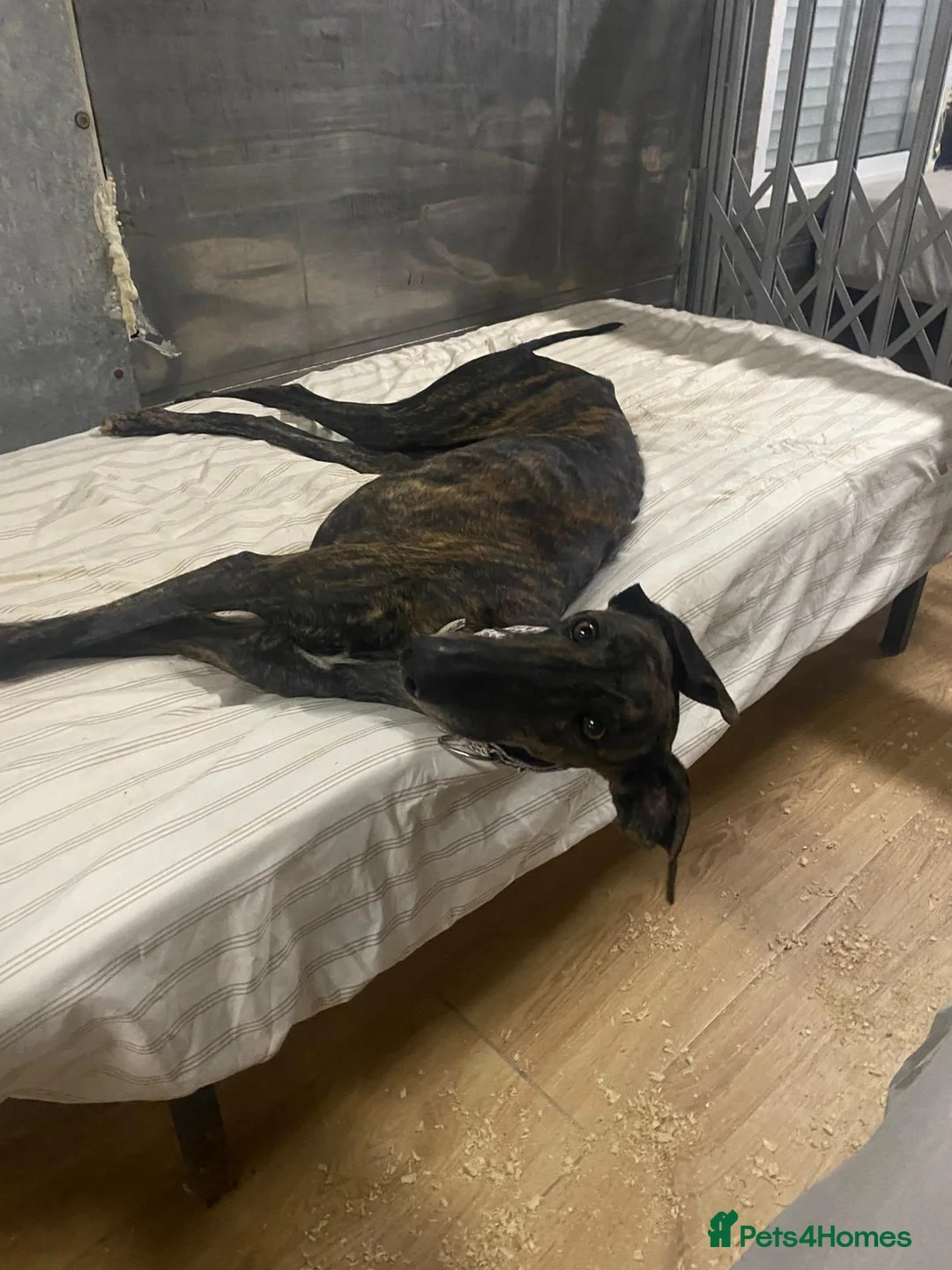 Mixed Breed dogs for adoption: 💛 Gala  - Advert 4