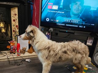 Border Collie dogs Lilac merle tri border collie pup - Advert 3