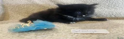 Persian cats for sale: Silver Tipped Persian chinchilla crosses - Advert 6