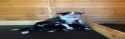 Border Collie dogs for sale: 6 Beautiful Border Collie Puppies - Advert 3