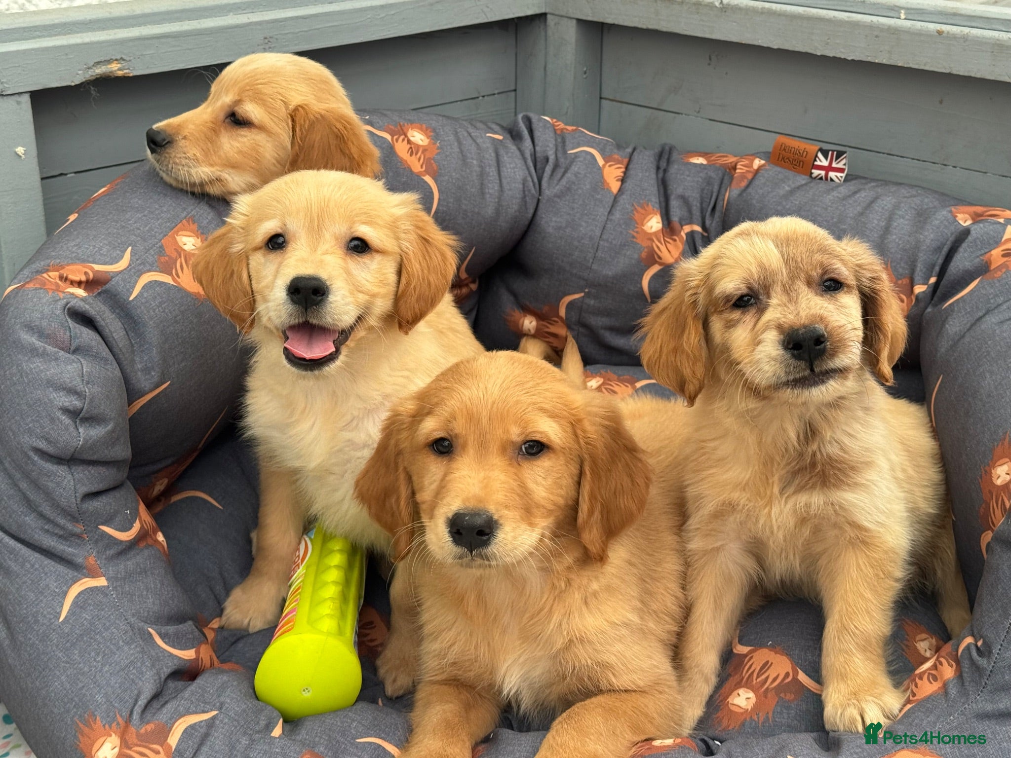 Golden Retriever dogs GOLDEN RETRIEVER PUPPIES READY NOW DNA CLEAR ALL  - Advert 1