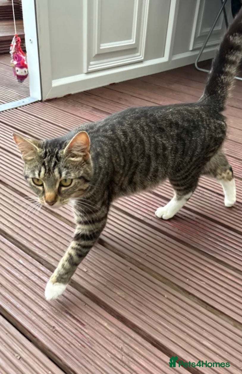 Mixed Breed cats 2 cats for sale (50 each) - Advert 2