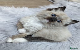 Ragdoll cats for sale: Gorgeous Ragdoll kittens  - Image 6
