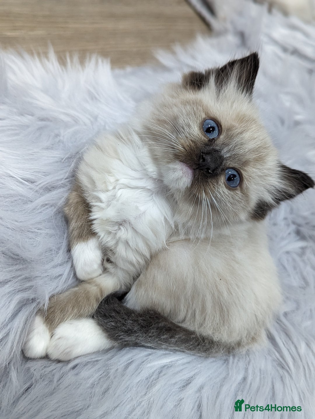 Ragdoll cats for sale: Gorgeous Ragdoll kittens  - Image 6