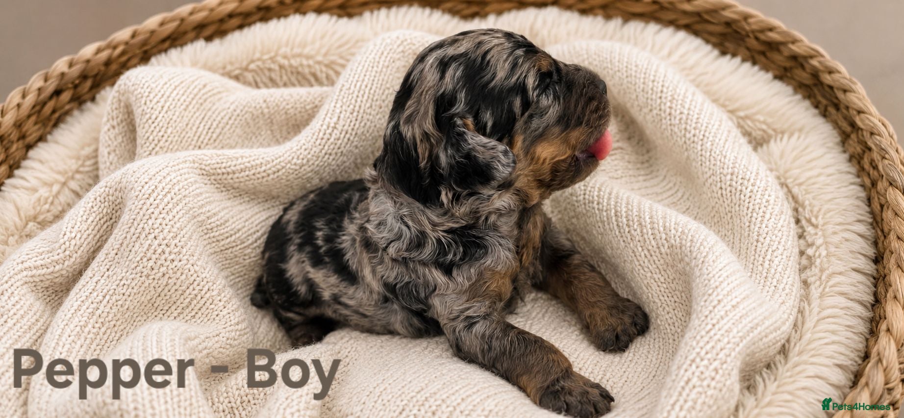 Cockapoo dogs 5 Rare Beautiful F1BB Toy Cockapoo Puppies!!  - Advert 2