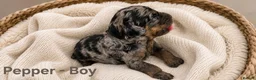 Cockapoo dogs for sale: 5 Rare Beautiful F1BB Toy Cockapoo Puppies!!  - Advert 2