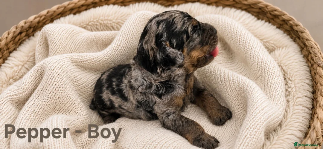 Cockapoo dogs for sale: 5 Rare Beautiful F1BB Toy Cockapoo Puppies!!  - Advert 2