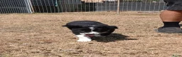 Border Collie dogs for sale: Long coated border collie puppies - Advert 16