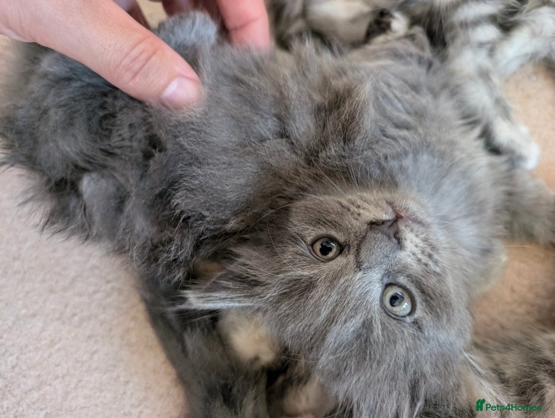 Mixed Breed cats for sale: Three incredibly beautiful kittens - Image 4