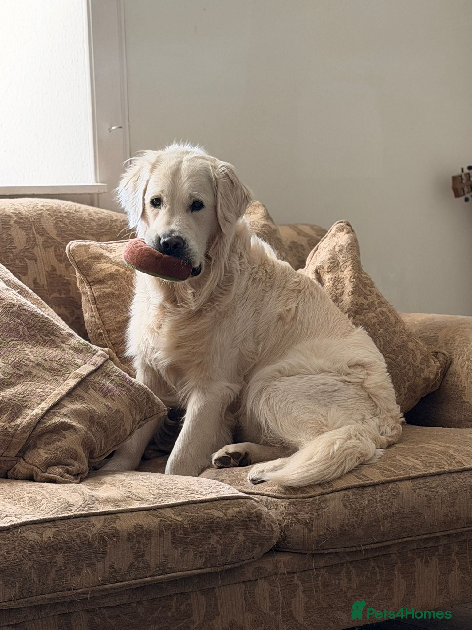 Golden Retriever dogs KC GOLDEN RETRIEVER ⭐️STUD⭐️ - Advert 11