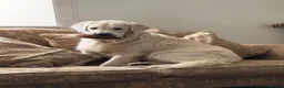 Golden Retriever dogs for stud: KC GOLDEN RETRIEVER ⭐️STUD⭐️ - Advert 9