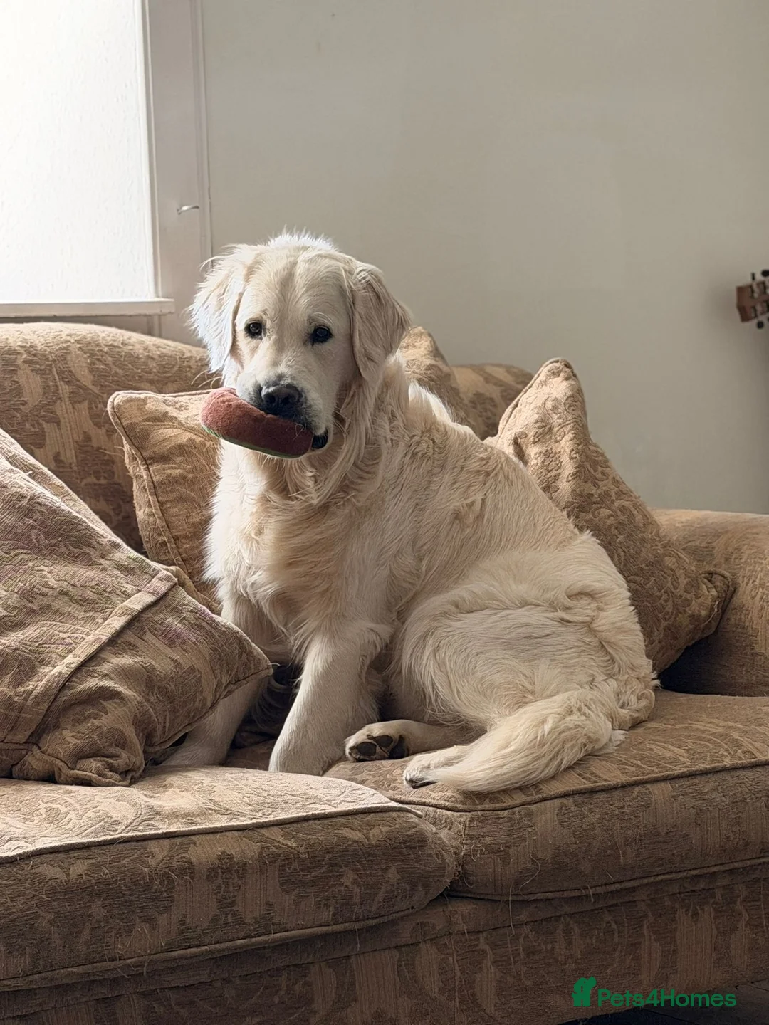 Golden Retriever dogs for stud: KC GOLDEN RETRIEVER ⭐️STUD⭐️ - Advert 2
