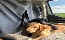 Labrador Retriever dogs for sale: 2 male Labrador puppy brothers  - Image 1