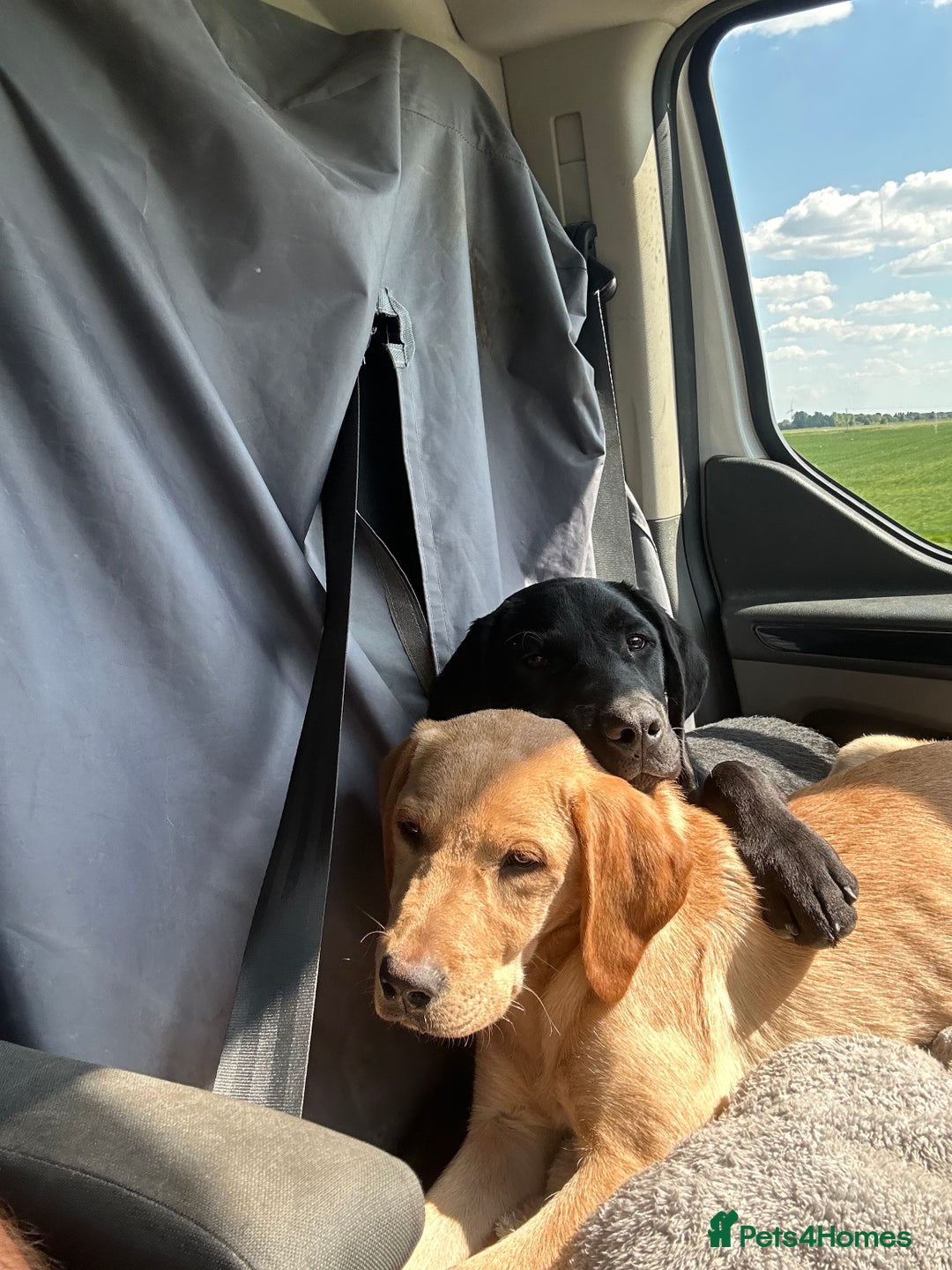 Labrador Retriever dogs for sale: 2 male Labrador puppy brothers  - Image 1
