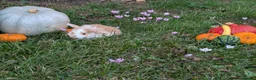 Mini Lop rabbits for sale: Stunning Home-Raised Mini Lops- mixed litter - Advert 5