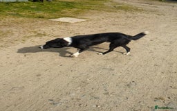 Border Collie dogs for sale: Border Collie Puppies - Image 15