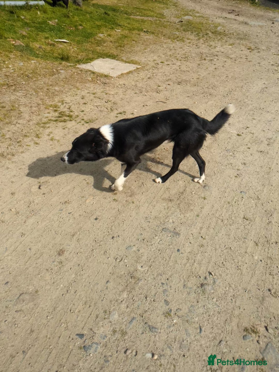 Border Collie dogs for sale: Border Collie Puppies - Image 15
