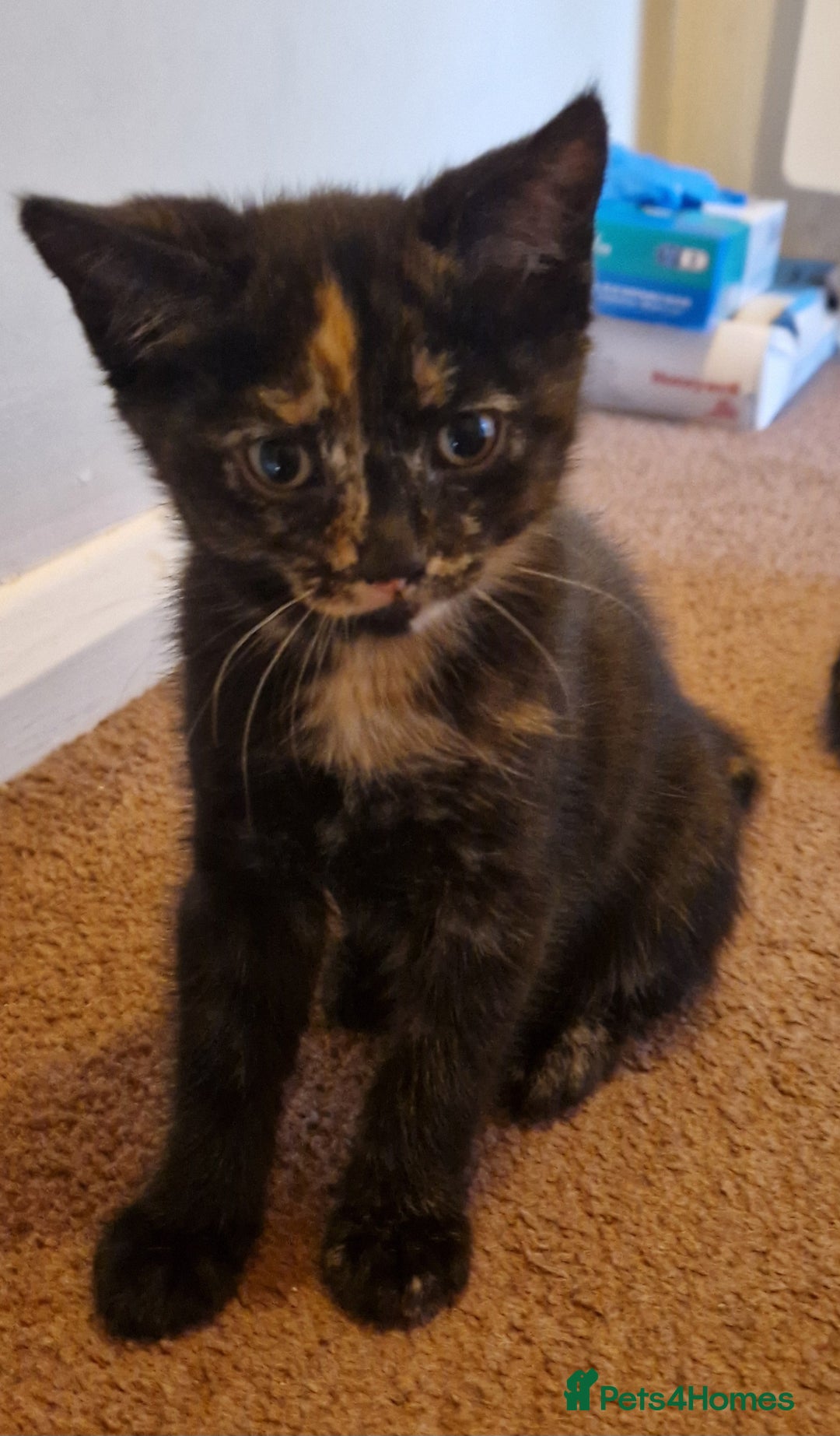 Brazilian Shorthair cats for sale: Tortoiseshell kittens female 2 available  - Image 5