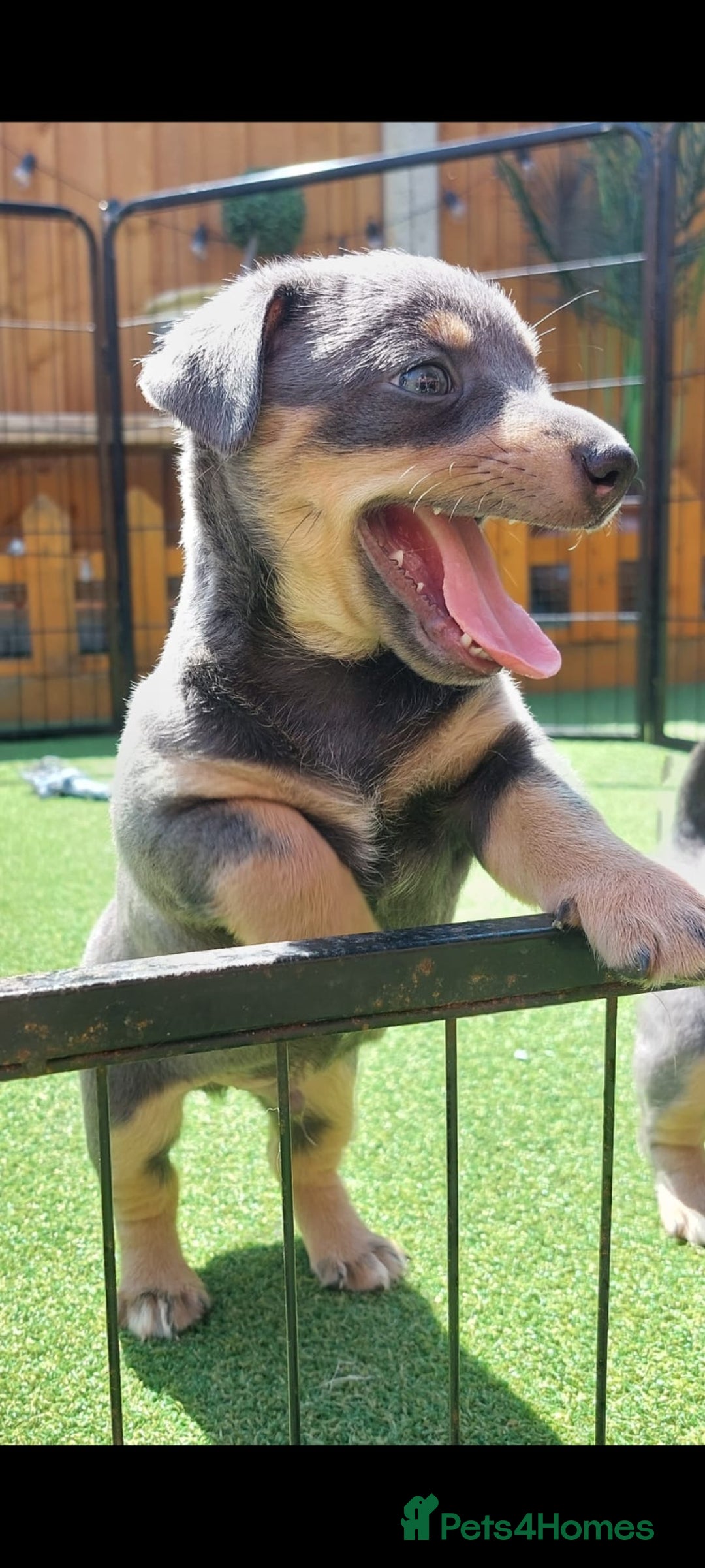 Jack Russell dogs for sale: Lilac/Blue Jack Russell puppies  in Hornchurch - Image 35