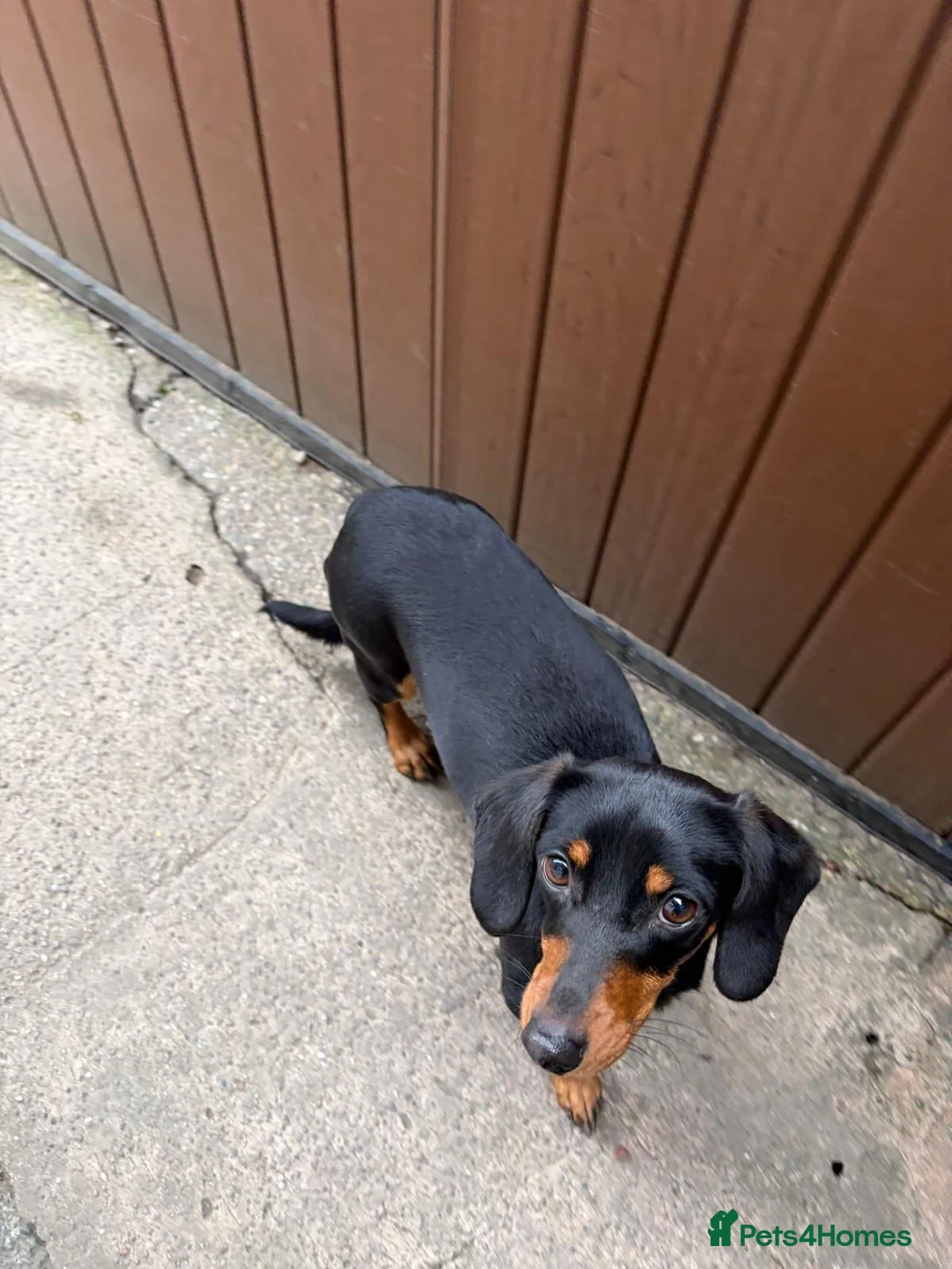 Dachshund dogs for sale: Dachshund frankie! - Advert 2