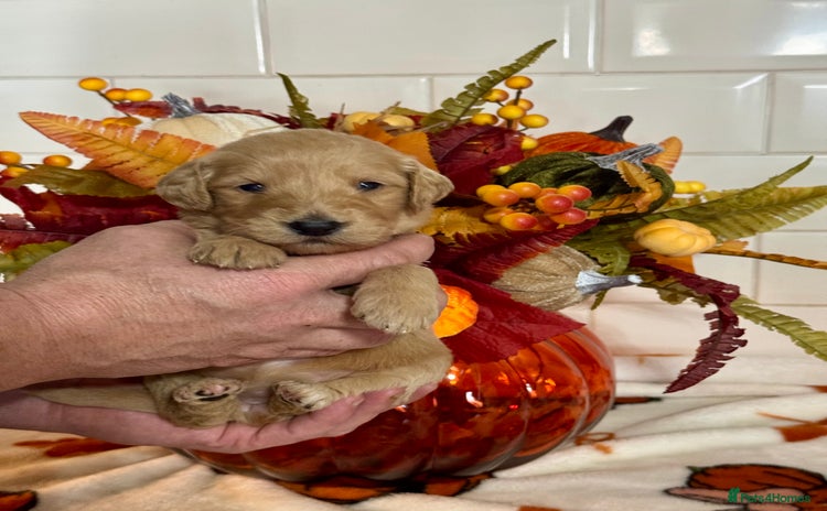 Mini Goldendoodle dogs - Advert 7