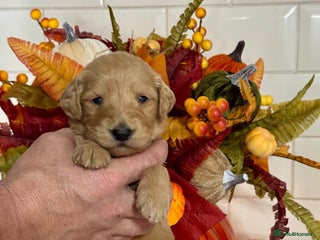 Mini Goldendoodle dogs - Advert 2