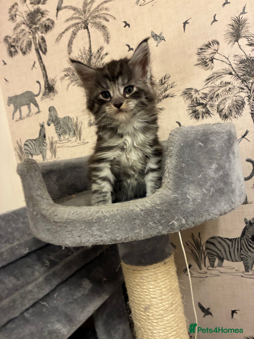 Maine Coon cats for sale: Maine Coon Kittens - Advert 4