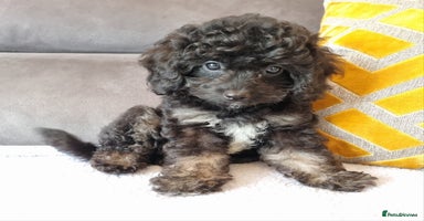 Cockapoo dogs - Advert 4