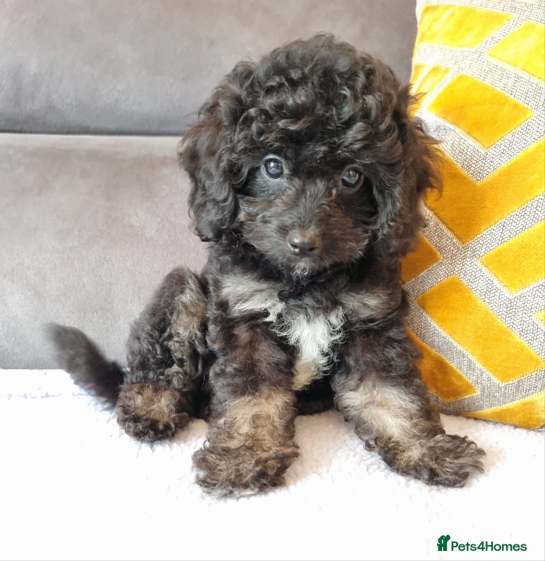 Cockapoo dogs for sale: Fully Vaccinated, Adorable small Cockapoo puppies - Image 3