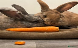 Rex rabbits for sale: Rex X Mini Lop Bunnies for Sale – Bonded Siblings - Image 3