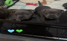 Staffordshire Bull Terrier dogs for sale: Piro daughter & Pharon (Bullscaff) pups for sale - Image 21