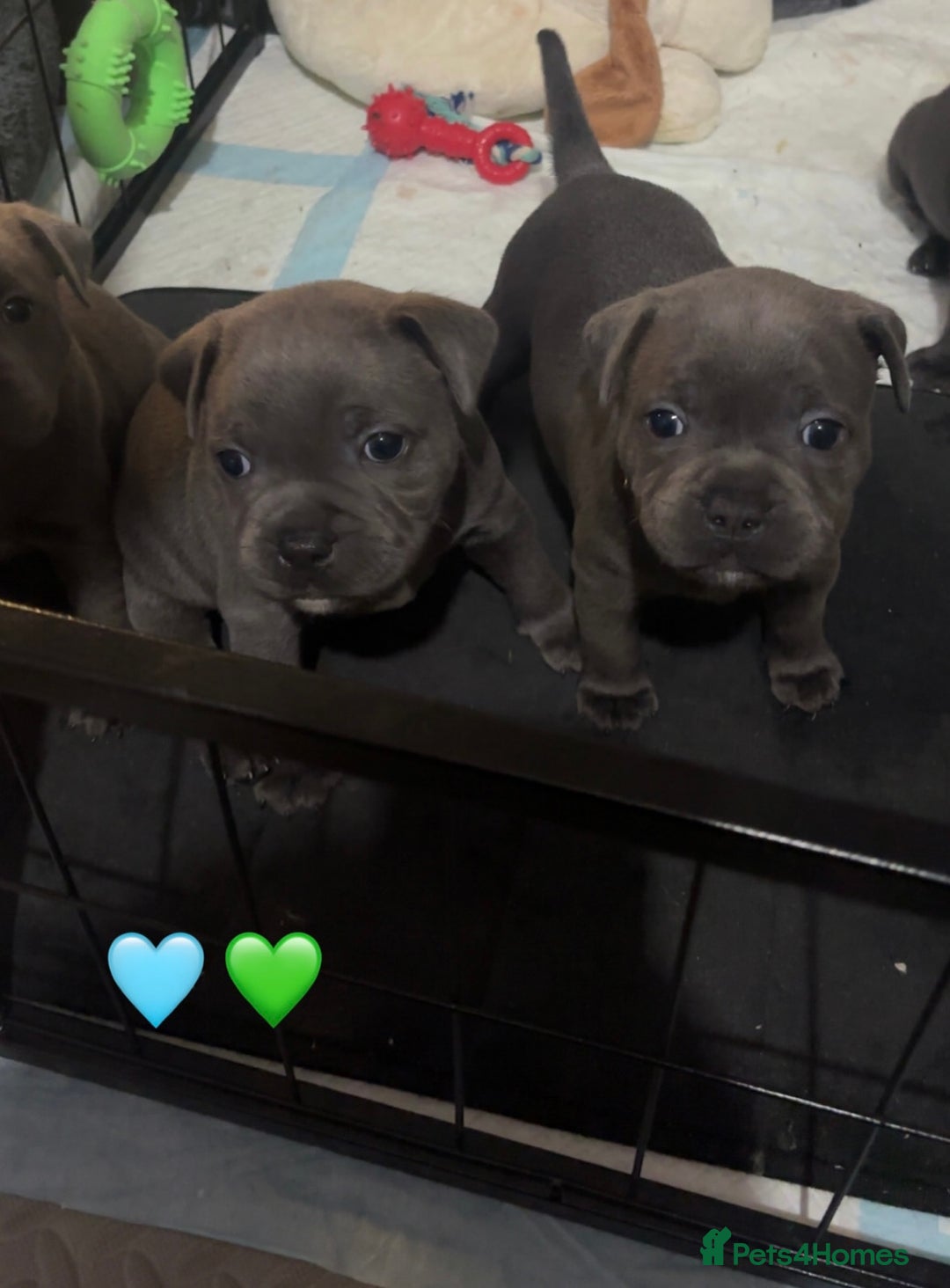 Staffordshire Bull Terrier dogs for sale: Piro daughter & Pharon (Bullscaff) pups for sale - Image 21