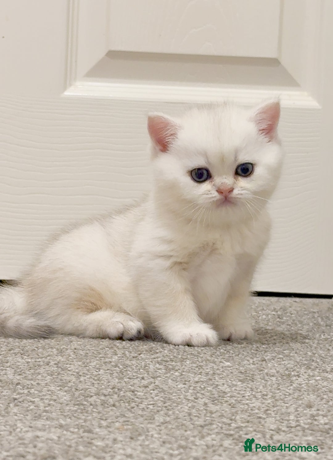 British Shorthair cats for sale: Pedigree British Shorthair kittens - Image 18