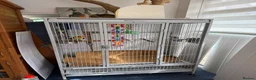 Parrots birds for sale: Tame Hand Reared Parrot Caique with huge Cage - Advert 12