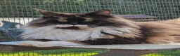 Maine Coon cats for sale: GCCF Reg'd Maine Coon Kittens Ready End of June - Advert 5