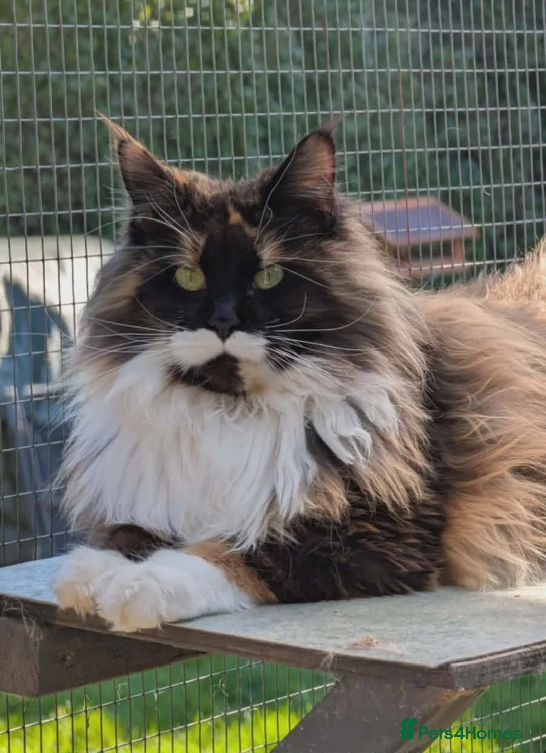 Maine Coon cats for sale: GCCF Reg'd Maine Coon Kittens Ready End of June - Advert 5