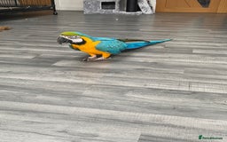 Macaws birds for sale: 6yr old Blue/Gold Wing Macaw  - Image 3