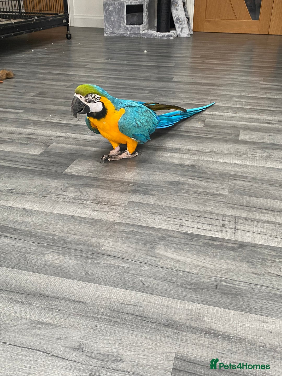 Macaws birds for sale: 6yr old Blue/Gold Wing Macaw  - Image 3