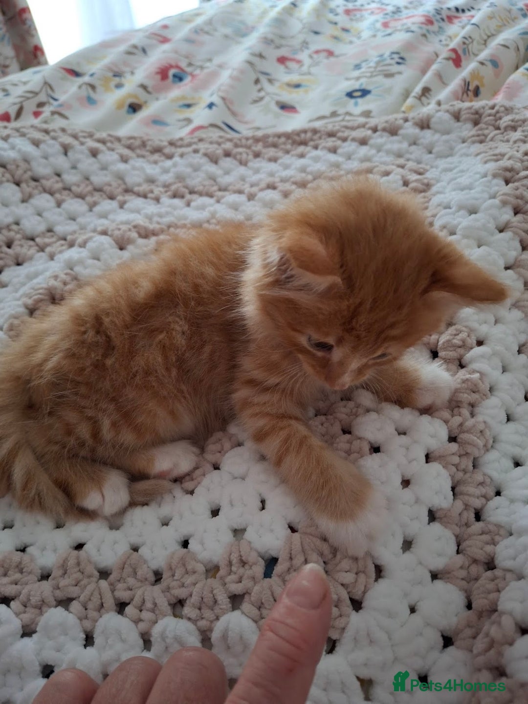 Maine Coon cats for sale: Absolutely Beautiful Half Maine Coon Male Kitten - Image 11