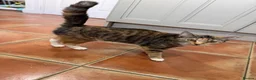 Mixed Breed cats for sale: Beautiful 1 year old kitten for sale in Halifax - Advert 3