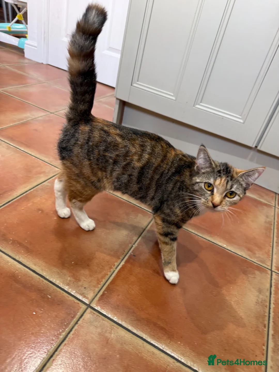 Mixed Breed cats for sale: Beautiful 1 year old kitten for sale in Halifax - Advert 3